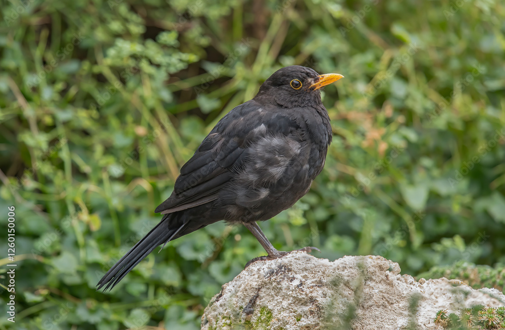 Blackbird, male, Blackbird, male,