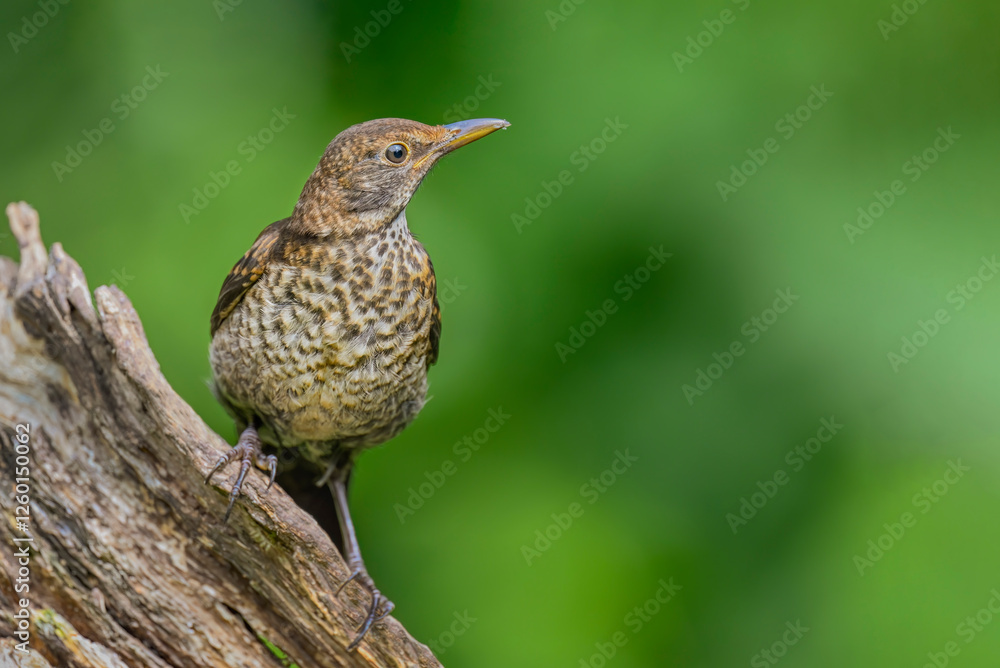Blackbird, female, close up in forest in the uk Blackbird, female, close up in forest in the uk