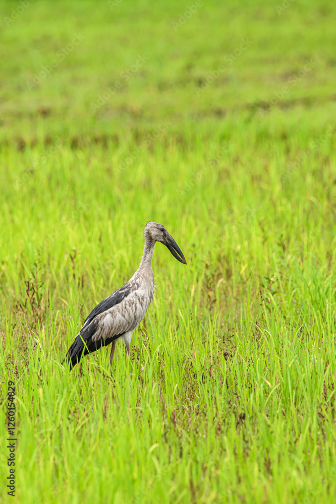 Fototapeta premium black crowned crane