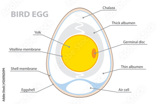 Anatomy of a birds egg. Labeled egg structure. Biological diagram with chalaza, yolk, eggshell and albumen location. Vector poster on white background.
