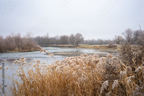 Bilde på lerret Frozen reeds along the Mures River near Targu Mures in Transylvania, central Rom