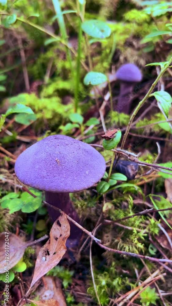 A purple spider mushroom in the forest. A bright lilac mushroom listed in the Red Book. A rare purple mushroom in Karelia. A purple-purple mushroom. 4К A purple spider mushroom in the forest. A bright lilac mushroom listed in the Red Book. A rare purple mushroom in Karelia. A purple-purple mushroom. 4К