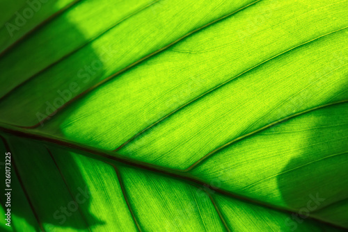 Foto Close-up view bright green palm tree leaf details reveal intricate plant veins pattern against bright sun light shadow