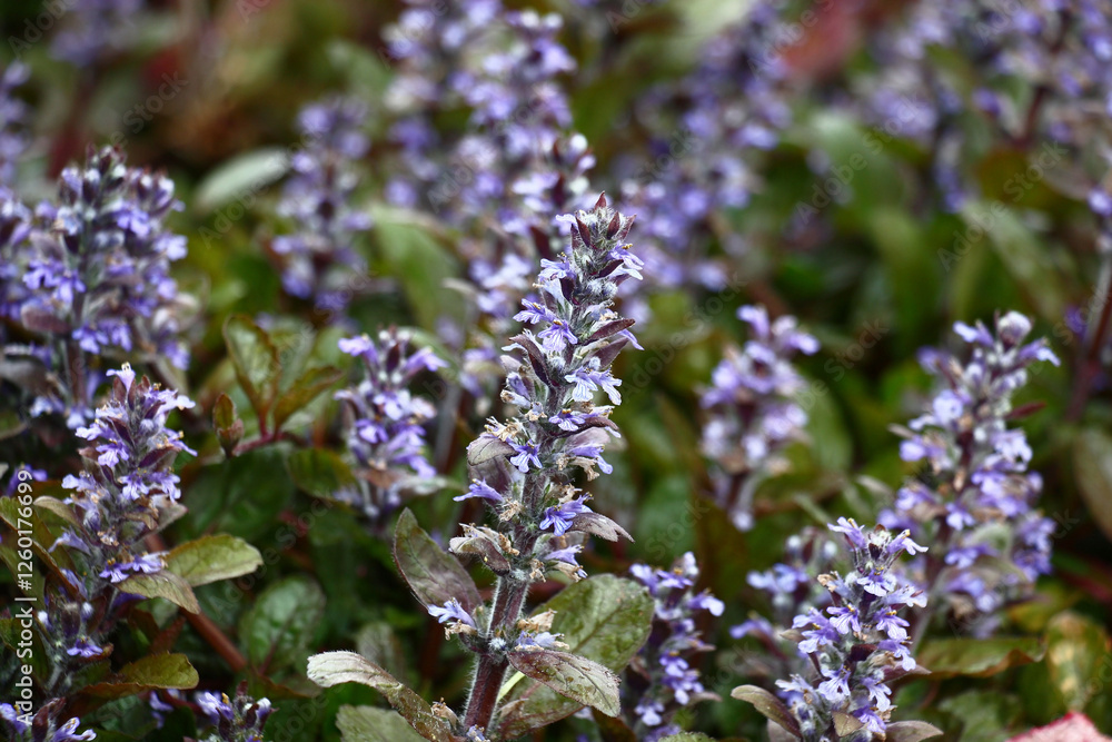 Obraz premium Interesting ornamental plant ajuga. Inflorescences with small flowers of blue color rise over a dense bed of leaves.