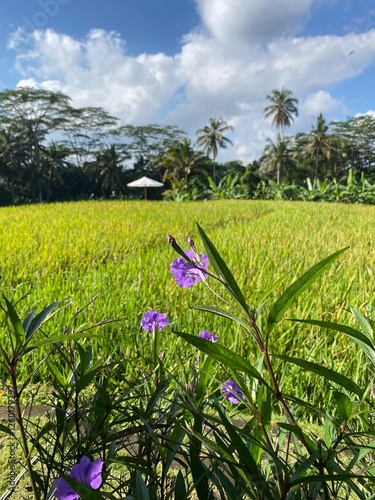 Bali trip