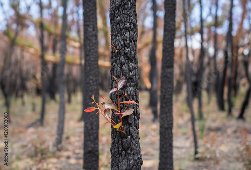 Woodland Recovery and Fire Adapted Resilience in Australian Eucalypts photo