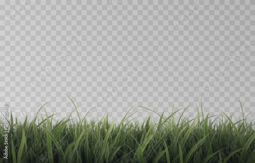 Vector grass, lawn. Grasses png, lawn png. Young green grass. Grass border, vector illustration.