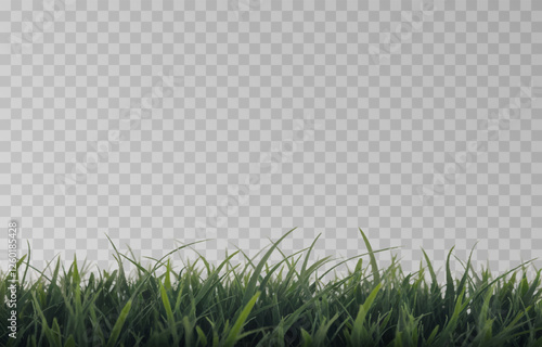 Vector grass, lawn. Grasses png, lawn png. Young green grass. Grass border, vector illustration.