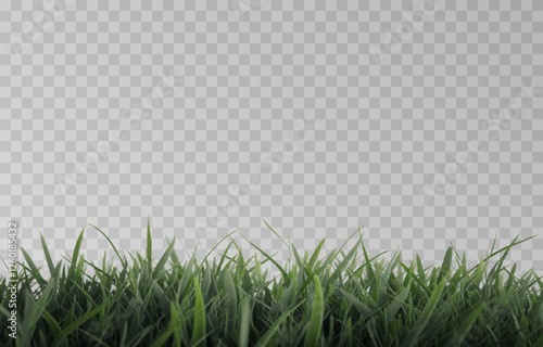 Vector grass, lawn. Grasses png, lawn png. Young green grass. Grass border, vector illustration.