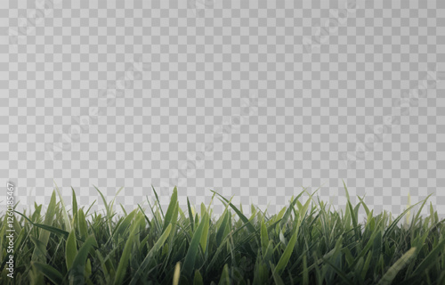 Vector grass, lawn. Grasses png, lawn png. Young green grass. Grass border, vector illustration.