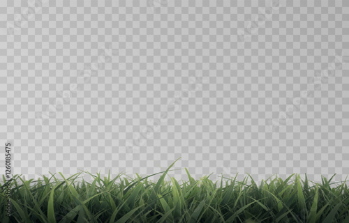 Vector grass, lawn. Grasses png, lawn png. Young green grass. Grass border, vector illustration.