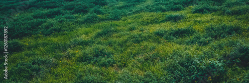 Vibrant green meadow with varied grass textures and bright highlights viewed from above