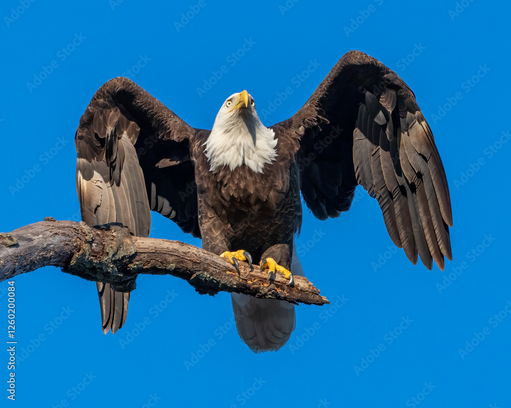 Obraz premium Bald Eagle on a perch