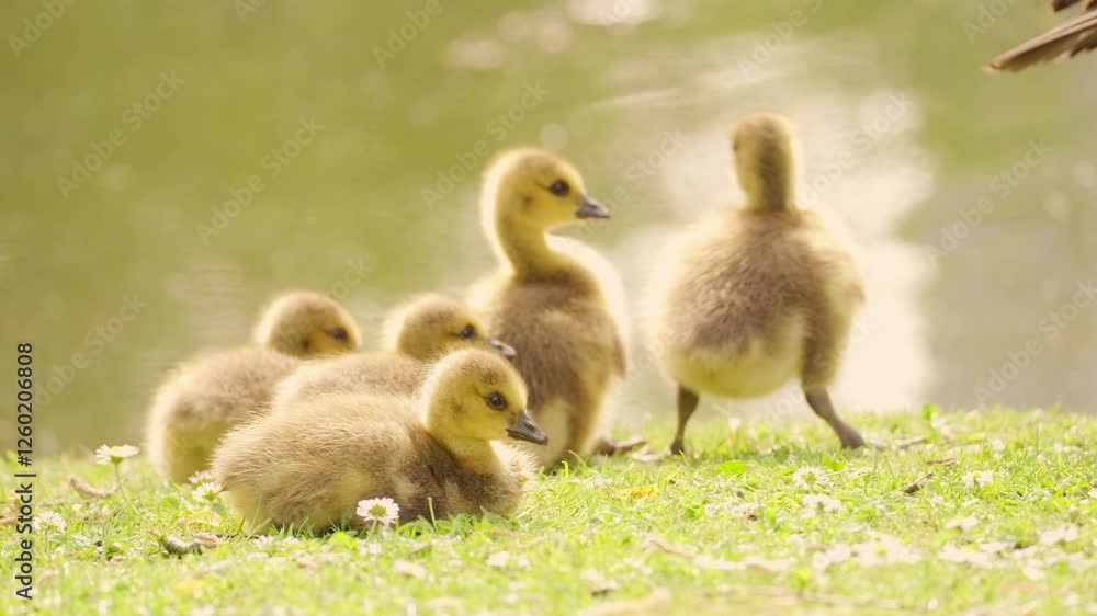Cute yellow ducklings basking in sun rays of golden light, soft downy feathers Goslings Canada goose cuddling together, new beginnings and beauty of nature's cycle, family idyll Cute yellow ducklings basking in sun rays of golden light, soft downy feathers Goslings Canada goose cuddling together, new beginnings and beauty of nature's cycle, family idyll