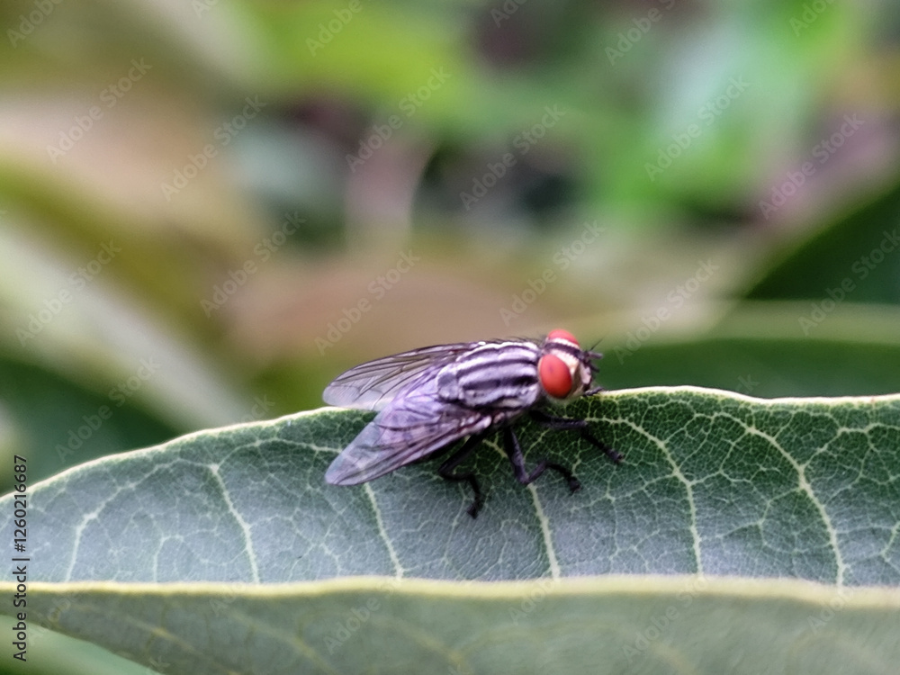 Flies with red eyes and thin wings perched on green leaves. This type is often seen flying in kitchens, cages and trash cans. Flies with red eyes and thin wings perched on green leaves. This type is often seen flying in kitchens, cages and trash cans.