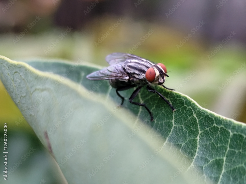 Flies with red eyes and thin wings perched on green leaves. This type is often seen flying in kitchens, cages and trash cans. Flies with red eyes and thin wings perched on green leaves. This type is often seen flying in kitchens, cages and trash cans.