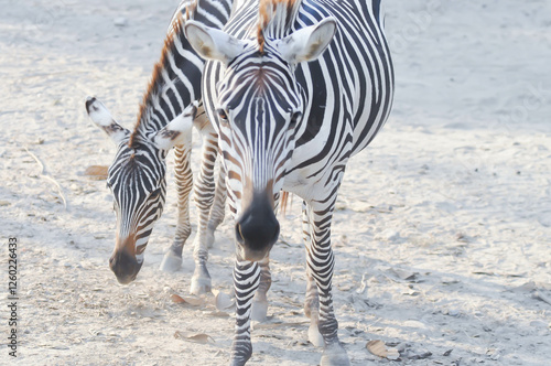 zebra or Equus or Hippotigri photo