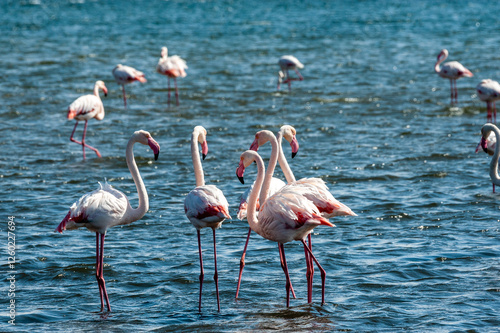 Greater Flamingos - Phoenicopterus roseus- along the shores of Walvis Bay, Namibia. photo