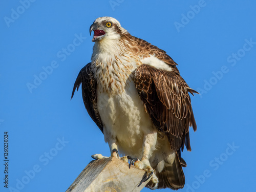 Australian Osprey (Pandion haliaetus cristatus) in Australia