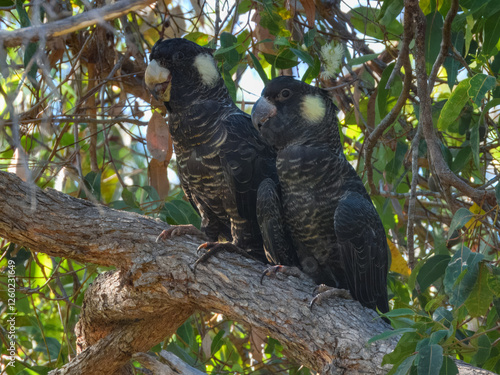 Common Brushtail Possum (Trichosurus vulpecula) in Australia photo