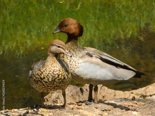 Australian Maned Duck (Chenonetta jubata) in Australia photo