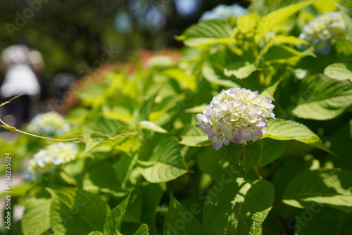 日本の福岡県に鎮座する太宰府天満宮