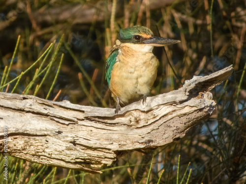 Obraz na płótnie Sacred Kingfisher (Todiramphus sanctus) in Australia w salonie