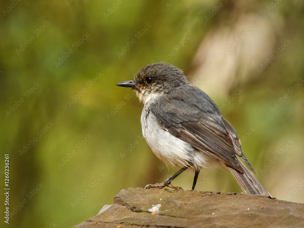 Obraz premium White-breasted Robin (Eopsaltria georgiana) in Australia