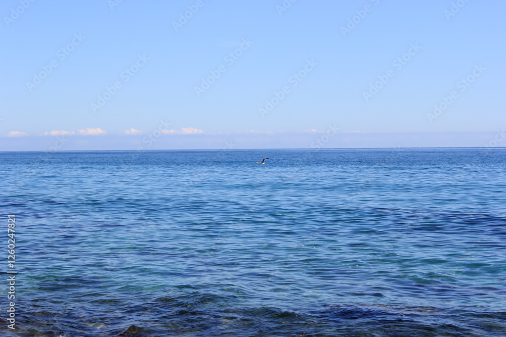 Obraz premium bird flying over the sea on a sunny day