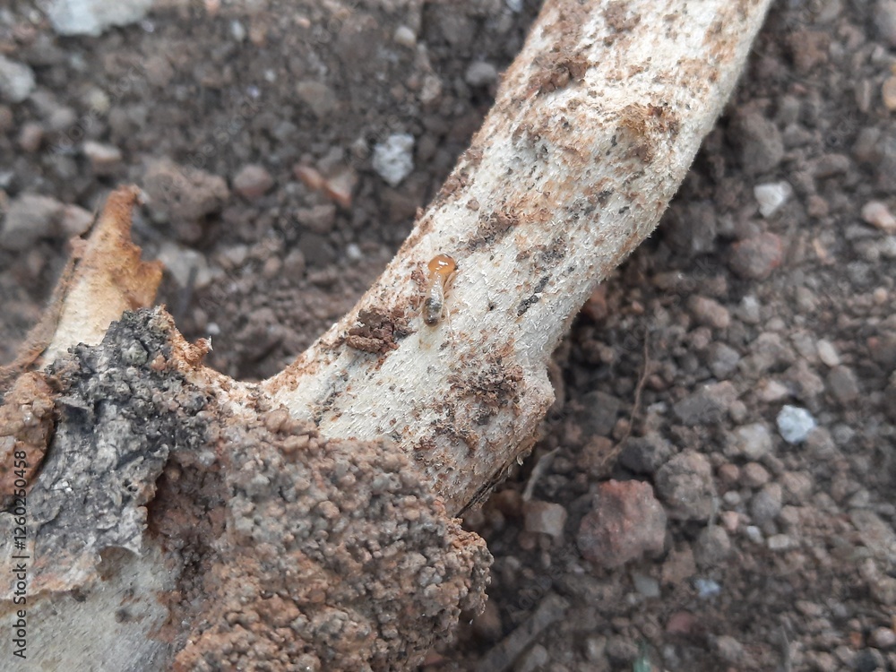 Termite emerging from a hole in a tree branch. This wood has been eaten by termites. The insect's pale body contrasts with the dark, earthy colors of the branch and soil.
Termite emerging from a hole in a tree branch. This wood has been eaten by termites. The insect's pale body contrasts with the dark, earthy colors of the branch and soil.
