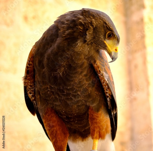 red falcon