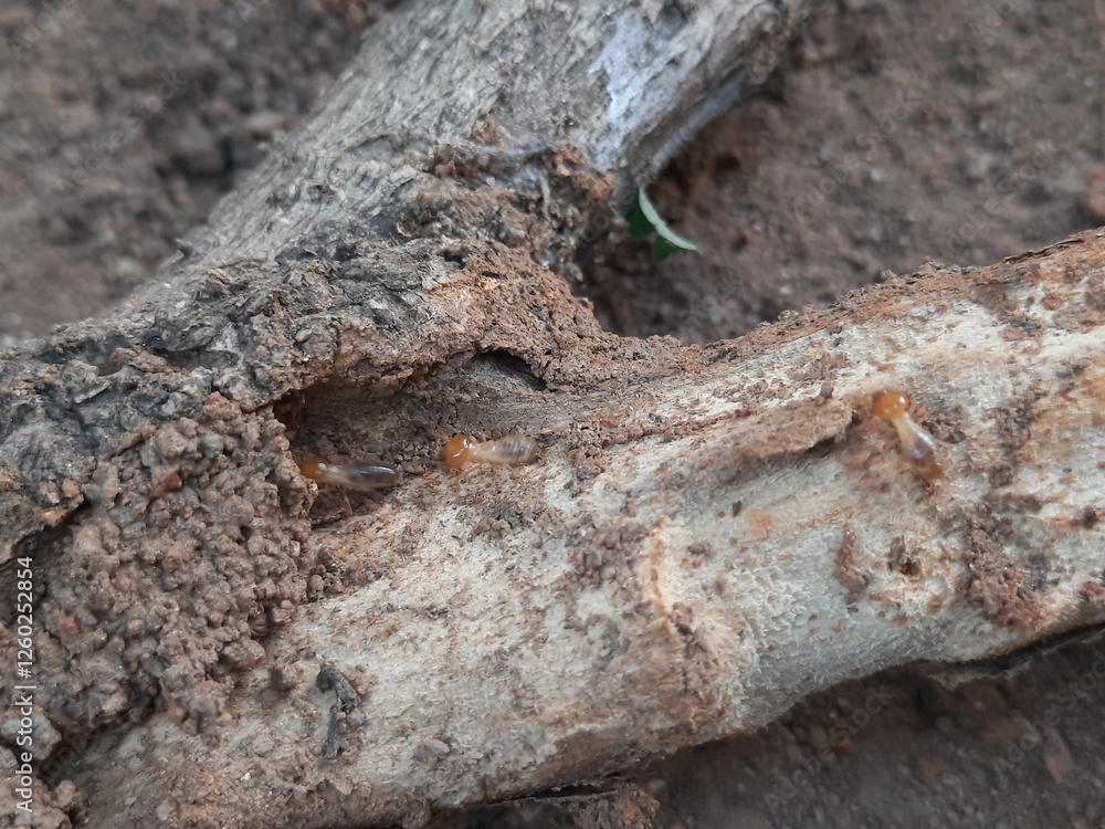 Termite emerging from a hole in a tree branch. This wood has been eaten by termites. The insect's pale body contrasts with the dark, earthy colors of the branch and soil.
