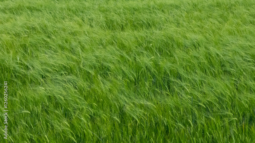 rural areas and barley field