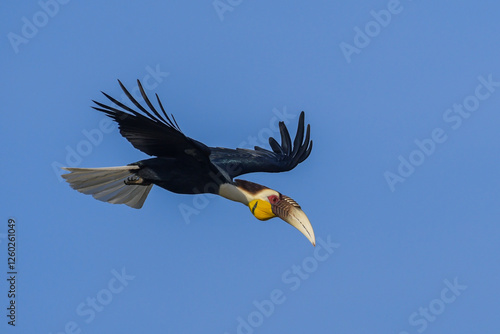 The male Wreathed Hornbill, Rhyticeros undulatus is flying in the sky above Khao Yai National Park in Thailand.