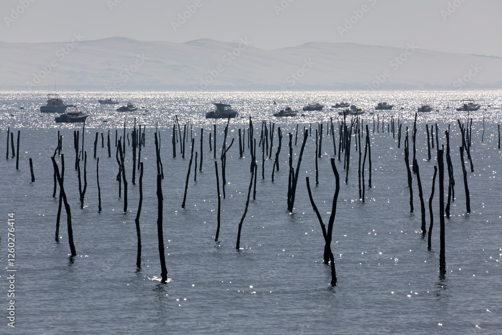 Dune du Pilat with wooden posts marking oyster beds in foreground viewed from Cap Ferret, Arcachon, Gironde department, Nouvelle-Aquitaine, France, Europe Dune du Pilat with wooden posts marking oyster beds in foreground viewed from Cap Ferret, Arcachon, Gironde department, Nouvelle-Aquitaine, France, Europe
