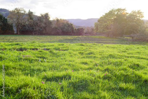 Pradera de hierba verde en invierno en Asturias al atardecer