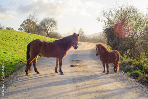 Caballo y poni marrones juntos en camino rural