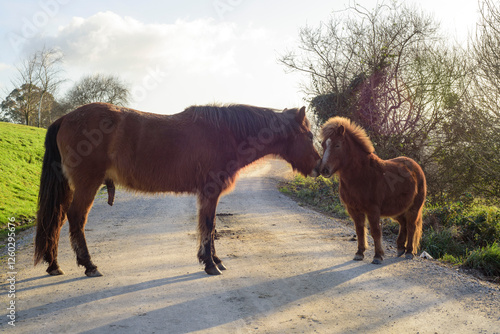 Caballo y poni marrones juntos en camino rural