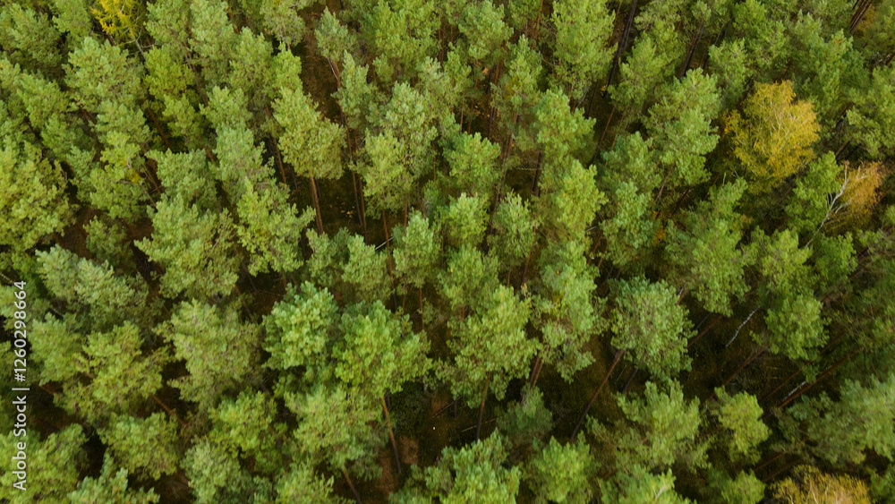 coniferous forest fir trees pine view landscape coniferous forest fir trees pine view landscape