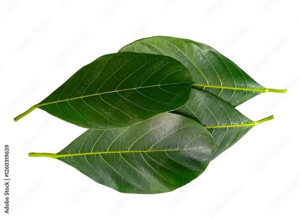 Jackfruit leaf isolated on white background Jackfruit leaf isolated on white background