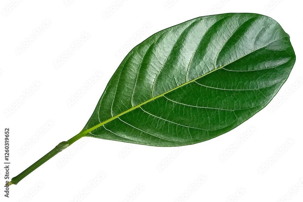 Obraz premium Jackfruit leaf isolated on white background