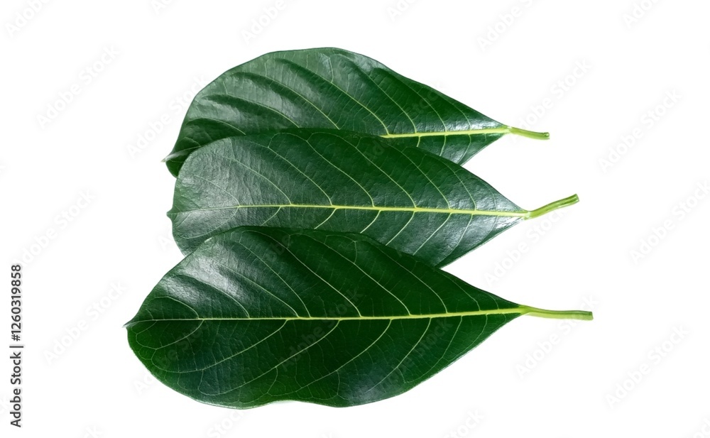 Obraz premium Jackfruit leaf isolated on white background
