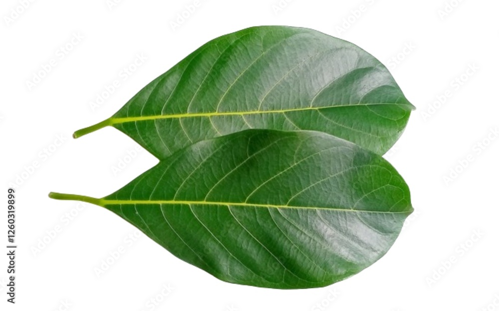 Fototapeta premium Jackfruit leaf isolated on white background