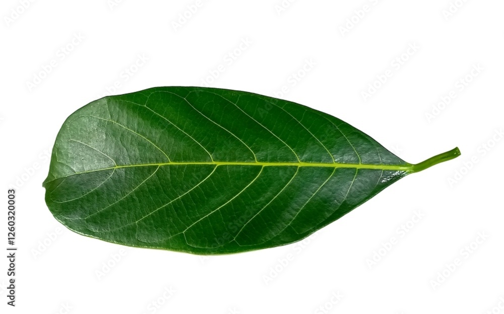 Fototapeta premium Jackfruit leaf isolated on white background