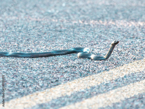 Black Racer Constrictor Snake Crossing the Road in Arizona photo