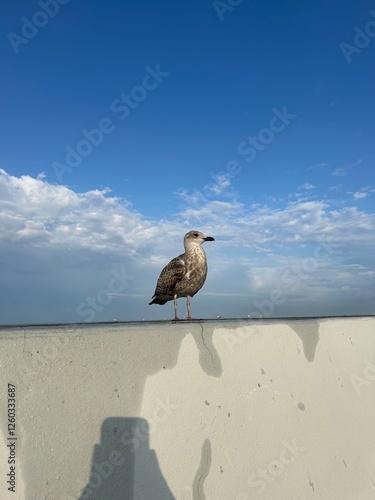 seagull 