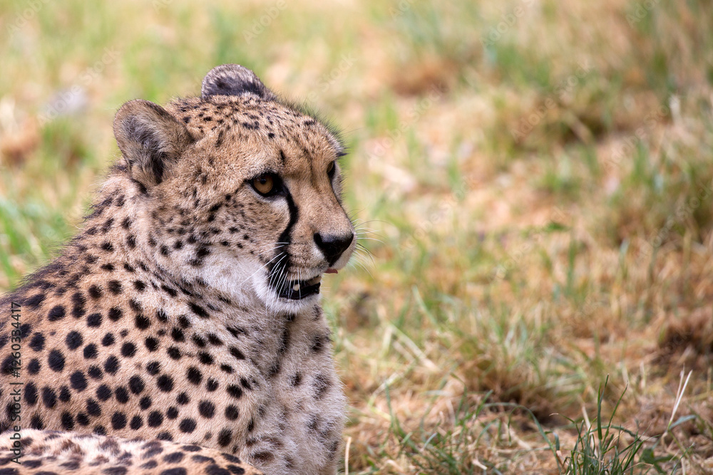 Cheetah in the glade.