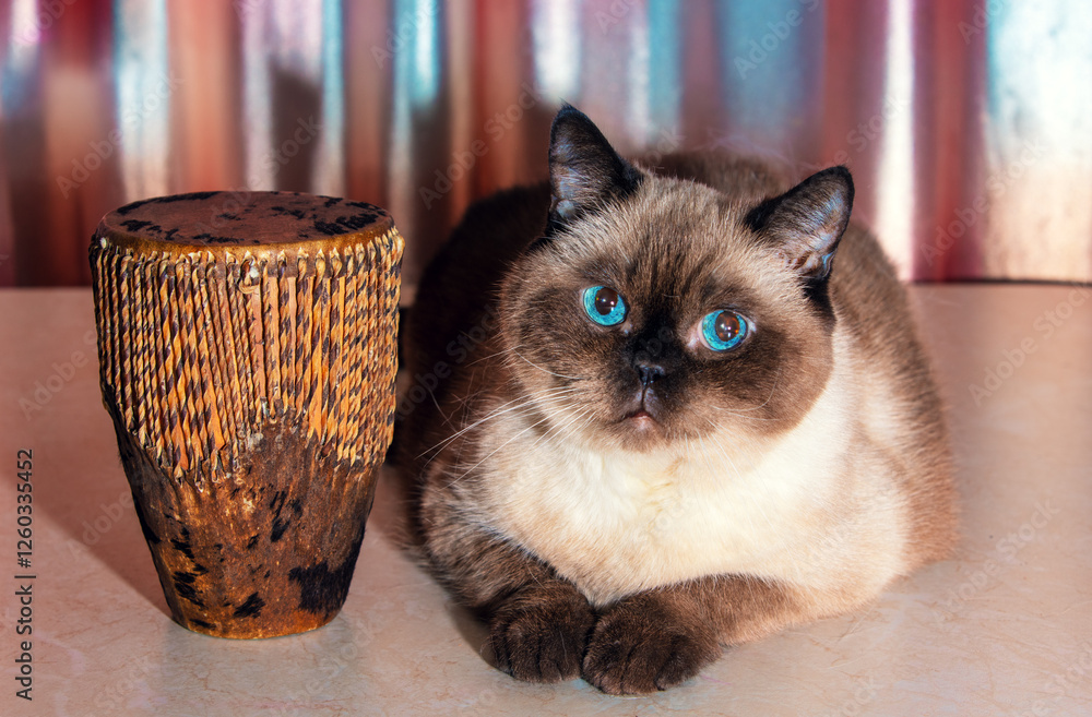 Cat with a musical instrument. Cute lying brown seal point cat with African style folk tribal drum