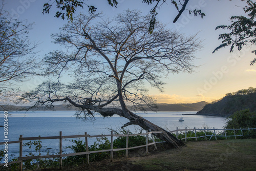 Large tree overhanging the beach at Culebra Bay in Costa Rica on the Pacific photo