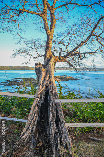 Large tree overhanging the beach at Culebra Bay in Costa Rica on the Pacific photo